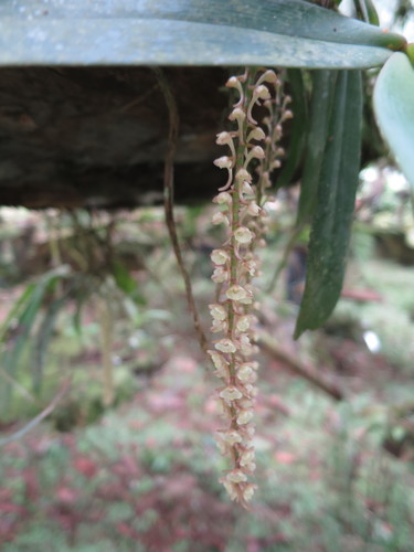 Rhipidoglossum rutilum, photograph 4