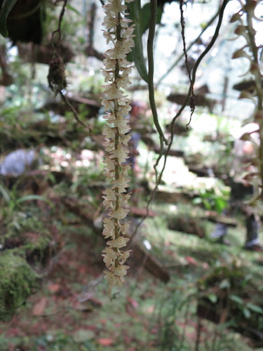 Rhipidoglossum rutilum, photograph 5