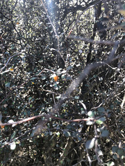 Corokia cotoneaster