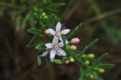 Philotheca queenslandica