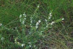 Philotheca queenslandica