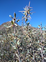 Berberis grevilleana