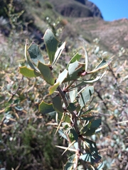 Berberis grevilleana