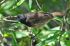 Platyspiza crassirostris