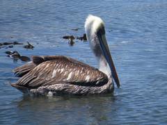 Pelecanus thagus