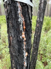 Fusarium circinatum