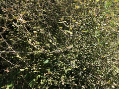 Coprosma rotundifolia