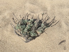 Artemisia pycnocephala