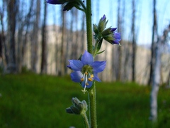 Polemonium occidentale occidentale