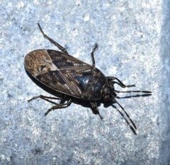 Peritrechus convivus