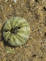 Echinoidea