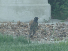 Sturnus vulgaris