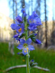 Polemonium occidentale occidentale