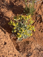 Physaria newberryi