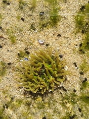 Anthopleura fuscoviridis