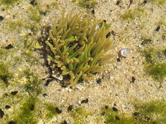 Anthopleura fuscoviridis