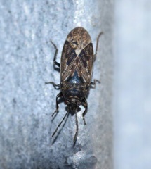 Peritrechus convivus