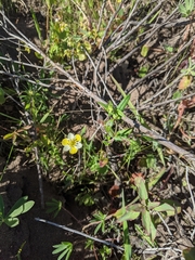 Hesperomecon linearis