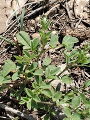Indigofera lindheimeriana