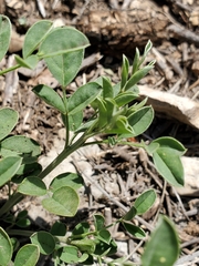 Indigofera lindheimeriana