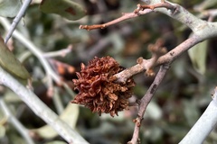 Asphondylia ceanothi