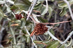 Asphondylia ceanothi