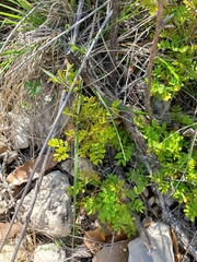 Senegalia roemeriana