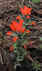 Castilleja nervata