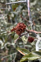 Asphondylia ceanothi