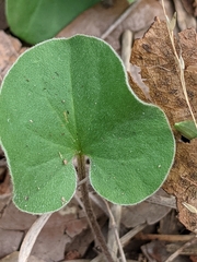 Dichondra recurvata