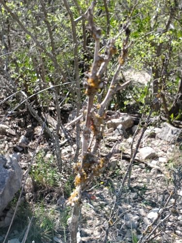 Senegalia roemeriana, photograph 1