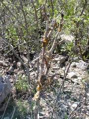 Senegalia roemeriana, photograph Jo Roberts, CC BY, iNaturalist via GBIF