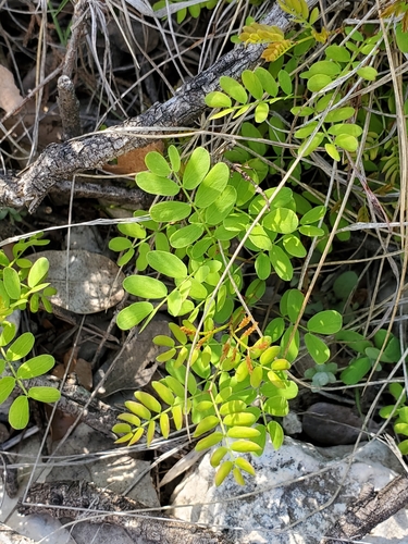 Senegalia roemeriana, photograph 2
