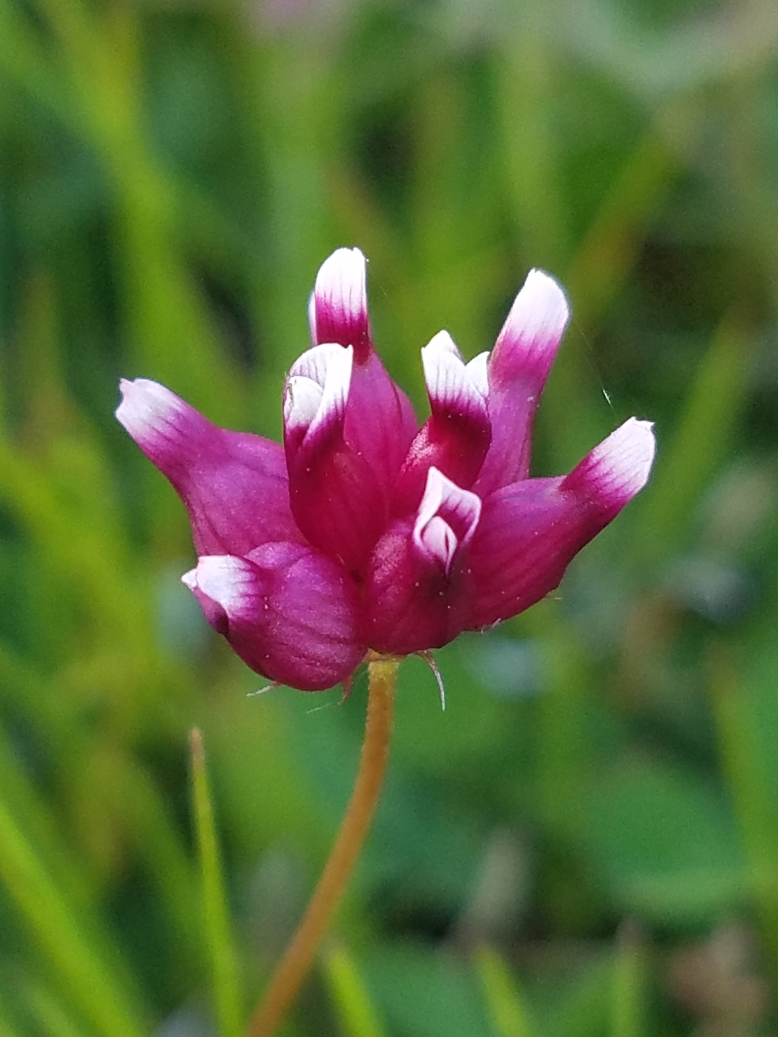Trifolium depauperatum var. depauperatum