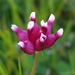 Trifolium depauperatum depauperatum - Photo (c) Kyle Brine, μερικά δικαιώματα διατηρούνται (CC BY-NC), uploaded by Kyle Brine