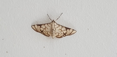 Aphytoceros lucusalis
