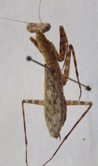 Liturgusa maya