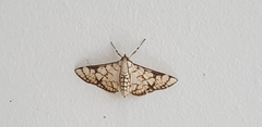 Aphytoceros lucusalis