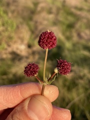 Sanicula bipinnatifida