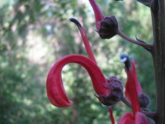 Lobelia tupa