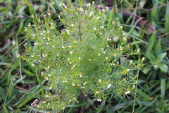Tagetes filifolia