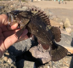 Sebastes rastrelliger