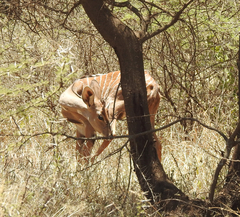 Tragelaphus