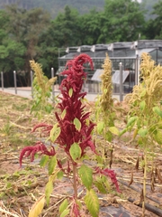 Amaranthus hypochondriacus