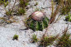 Melocactus violaceus margaritaceus