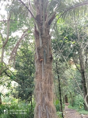 Parajubaea cocoides