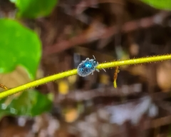 Trichochrysea hirta