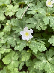 Anemonastrum flaccidum