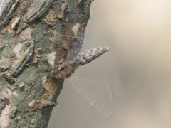 Ululodes macleayanus