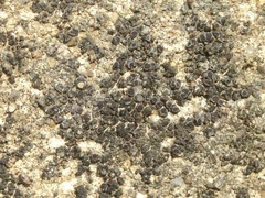 Pyrenodesmia pratensis